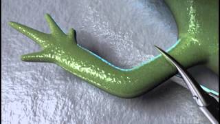 Salamander Limb Regeneration — HHMI BioInteractive Video [upl. by Hortense]