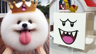 We Made all the Mario Bros Characters Look Like Cute Dogs  LEGO vs Original [upl. by Nednil506]