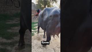 Dilruba  Dilruba Buffalo 🌹🌹 [upl. by Aloibaf342]