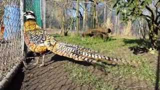 Reeves pheasant male Syrmaticus reevesii [upl. by Lebasy546]