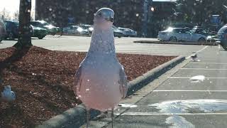 Seagulls invasion of Walmart parking lot [upl. by Aimet]