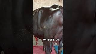 cow livestockmarket murrah farming forsale [upl. by Isma239]