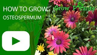 How to grow Osteospermum [upl. by Hentrich]