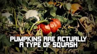 Texas Ag Facts  Pumpkins [upl. by Donetta]