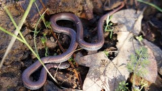 Sharptailed Snake Contia tenuis  Ruch Oregon [upl. by Rodmun781]