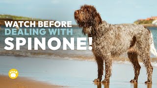 Spinone Italiano Temperament Should You Get One [upl. by Gard]