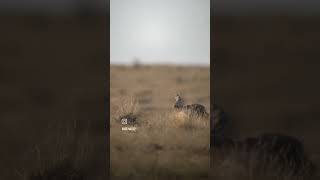 Speedgoat gets dropped Killshot hunting huntingvideo [upl. by Linson877]