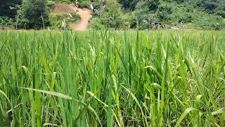 Borneo Sabah  Throwback Memasang Penghalau Burung Pipit Di Sawah Padi Kampung Suok Rampazan Papar [upl. by Nnylharas]