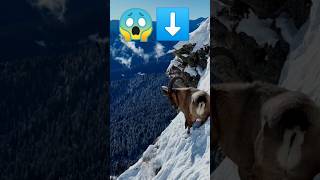 ibex goat falling of cliff trending ibex natural wildlife animals [upl. by Vary204]