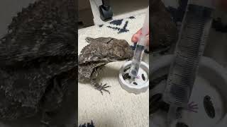 A DogLike Lizard Growing Up Frilled Lizards pets [upl. by Ibrahim]