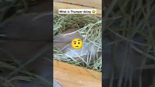 Thumper in the hay box 😂 [upl. by Milburr]