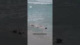 Sharks feed on whale carcass drifting off WAs south coast 🦈  ABC Australia [upl. by Eentrok]