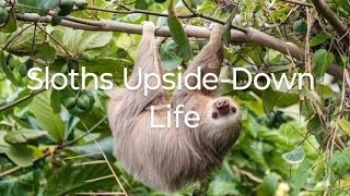 Sloths UpsideDown Life rosellureta sloth slothbear [upl. by Liebman]