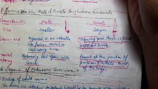 Male Vs Female Ancylostoma Duodenale Difference Microbiology [upl. by Bowden]