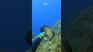 scubadiving morayeel diving spearing underwater spearo fishing spearow scuba eel [upl. by Eicats420]