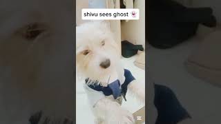 Shivu sees ghost 👻🎃 youtubeshorts YouTube [upl. by Niletac767]