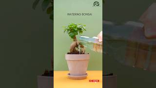 Watering Bonsai bonsai ficusbonsai relax meditation nature gardening [upl. by Kred42]