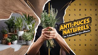 Antipuces naturels les 5 plantes les plus efficaces [upl. by Wester]