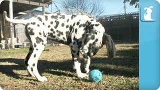 Dalmatian Puppies  Puppy Love [upl. by Nesnah]