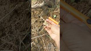 Finding Gold Jewellery With Metal Detector Treasure Hunters adventure hunters history shorts yt [upl. by Phippen]