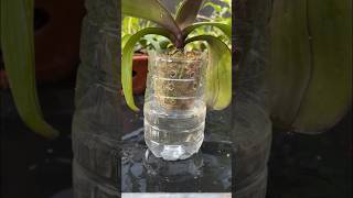 Growing Phalaenopsis orchids in water is very easy plants orchid [upl. by Adrian]