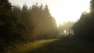 Sonnenaufgang und Nebel [upl. by Uphemia]