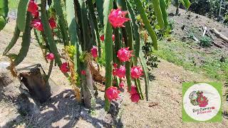 Producción de PITAHAYA Roja en la Selva central del Perú 🇵🇪pitahaya pitayas dragonfruit [upl. by Laeria501]