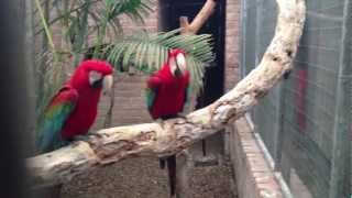 Macaws dancing to Waka Flocka Flame [upl. by Ahsap]