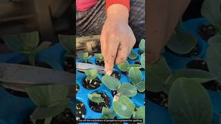 Cut off the cotyledons of pumpkins to prepare for grafting [upl. by Drislane]