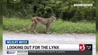 Wildlife Watch Tracking the rare Canada lynx in Vermont [upl. by Ballard]