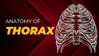 Introduction to The Anatomy of Thorax  BD Churassia 8th Edition  Chapter 12  Thoracic Cage [upl. by Eirrod]