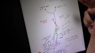 Median Nerve [upl. by Adnhoj]