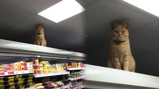 Cheeky Cat Sneaks Into Supermarket Every Day And Refuses To Leave [upl. by Livvyy215]