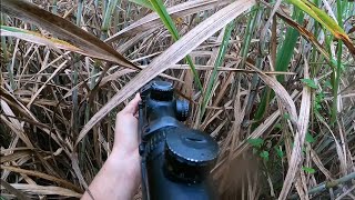 Ive Never Seen a Pig Do This Pigging the Sugarcane [upl. by Fabio247]