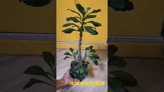 Pachypodium Saundersii 白馬城plants pachypodium caudex [upl. by Anad]