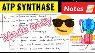 ATP Synthase Notes 📝Made easy😎 [upl. by Elvia]