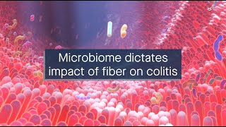 Individual microbiomes dictate the impact of dietary fiber on colitis [upl. by Cassie337]