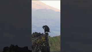 Doublecrested Cormorant  Вушаты баклан birdenthusiast nature wildlife birdwatching [upl. by Formica]