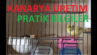 Kanarya Bakımı Kanarya ÜretimKanarya Üretiminde Yaşanan Zorluklar Pratik BilgilerGloster Kanarya [upl. by Irap425]