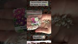 Acroclinium flowers reduce inflammation and swelling 🪴plant gardening youtubeshorts shorts [upl. by Johppah]