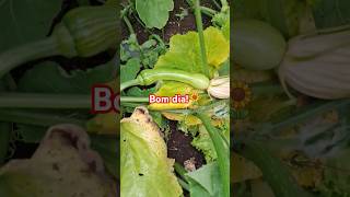 horta youtubeshorts agro hortacaseira coisadaroça vidanaroça hortaorganica plantas shorts [upl. by Akeylah344]