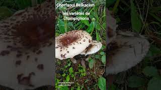 les variétés de champignons [upl. by Yrrep]