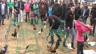 Gamefowl show Jan 26 2013 [upl. by Mayor]