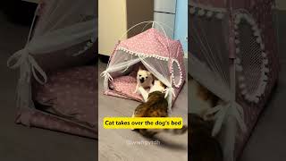 Feline fury meets canine couragecat kitten funnycats funnyanimals funnypets [upl. by Aluin]