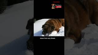 Caucasian Shepherd vs Tiger  The Ultimate Beast 🐾shorts dogs viralvideo [upl. by Claribel]