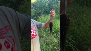 Good bullhead catfish catch freshwaterfish creekfishing catfish [upl. by Yila]