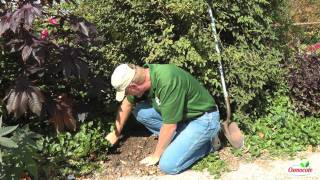 How To Divide And Replant Daffodil Bulbs [upl. by Faye]