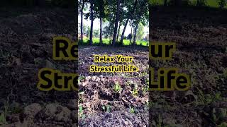 Relax your stressful life music vinyl guitar asmrcommunity nature mindsatisfying [upl. by Haroved163]