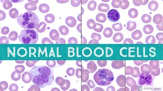 Normal Blood Cell Morphology neutrophil lymphocyte eosinophil erythrocyte plateletPeripheral Smear [upl. by Trofmoc]