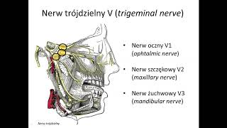 Nerw oczny V1 wstęp [upl. by Karil16]